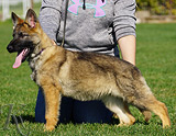 german shepherd puppy for sale