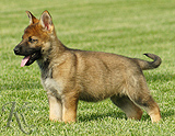 german shepherd puppies for sale