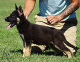 german shepherd puppy for sale