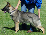 german shepherd puppy for sale