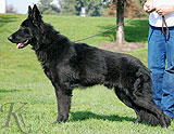 german shepherd  Lord