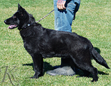 german shepherd puppy for sale