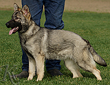 german shepherd puppy for sale