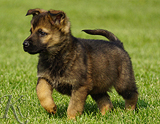 german shepherd puppy for sale