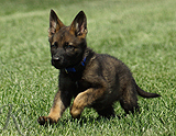 german shepherd puppy for sale