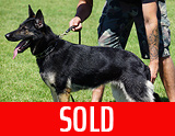 german shepherd dog breeding female