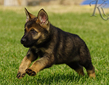 german shepherd puppy for sale