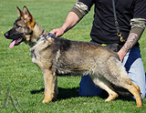 AKC registered german shepherd puppy / young adult for sale