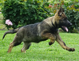 german shepherd puppy for sale