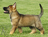 german shepherd puppies for sale