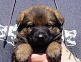 german shepherd puppy for sale