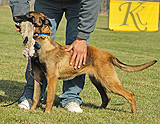 belgian malinois puppy for sale