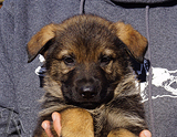 german shepherd puppy for sale