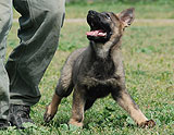 german shepherd  puppy Lynx