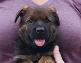 german shepherd puppy for sale