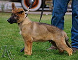 german shepherd puppy for sale