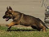 german shepherd puppy for sale