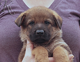 german shepherd puppy for sale