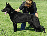 trained personal protection german shepherd dog for sale