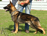 trained German Shepherd  dog for sale