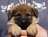 german shepherd puppy for sale