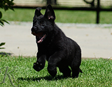 german shepherd puppy for sale