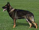 trained personal protection german shepherd dog for sale