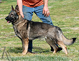 german shepherd Damama