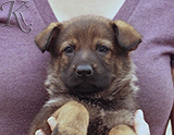 german shepherd puppy for sale