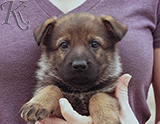 german shepherd puppy for sale