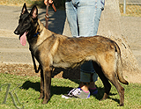 belgian malinois puppy for sale