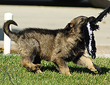 german shepherd puppy for sale