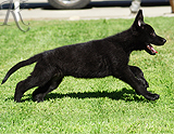 german shepherd puppy for sale