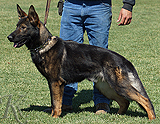 personal protection german shepherd dog for sale