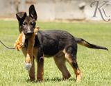 german shepherd puppies for sale