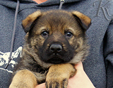 german shepherd puppy for sale