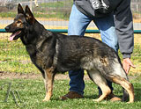 trained German Shepherd  dog for sale