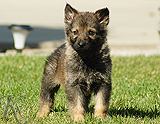 german shepherd puppy for sale