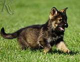 german shepherd puppy for sale