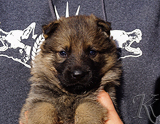 german shepherd puppy for sale