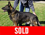 AKC registered trained personal protection german shepherd dog for sale