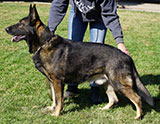 AKC registered trained personal protection german shepherd dog for sale