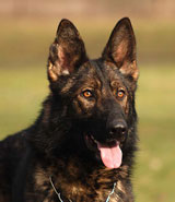 german shepherd dog Meryl Hartis Bohemia