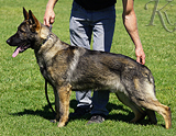 AKC registered trained personal protection german shepherd dog for sale