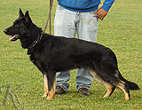 trained personal protection german shepherd dog for sale