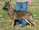 german shepherd Michel Anrebri