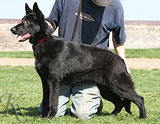 German Shepherd dog Midis