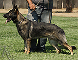 trained personal protection german shepherd dog for sale