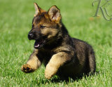 german shepherd puppy for sale