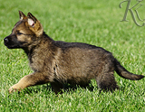 german shepherd puppy for sale